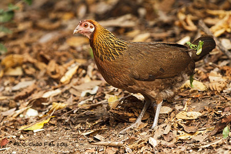 Red Jungle Fowl