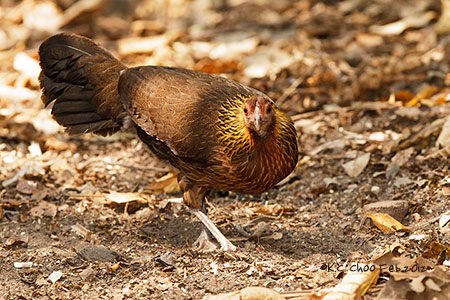 Red Jungle Fowl