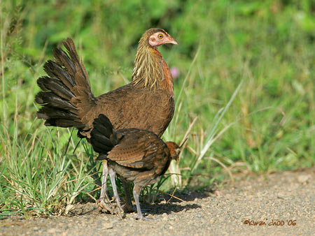 Red Jungle Fowl