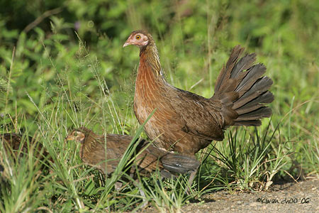 Red Jungle Fowl