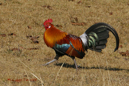 Red Jungle Fowl