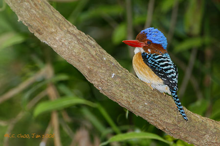 Banded Kingfisher