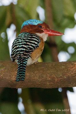Banded Kingfisher