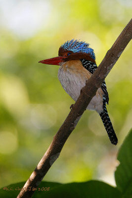 Banded Kingfisher