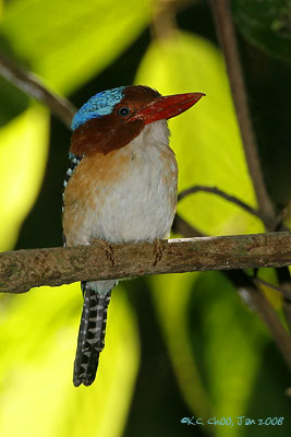 Banded Kingfisher
