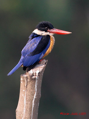 Black-capped Kingfisher