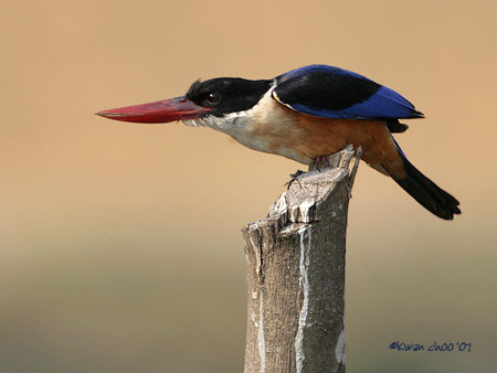 Black-capped Kingfisher