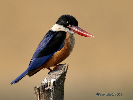 Black-capped Kingfisher