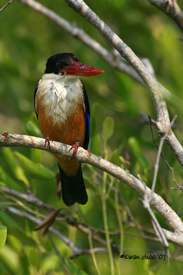 Black-capped Kingfisher