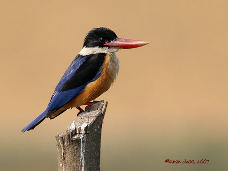 Black-capped Kingfisher