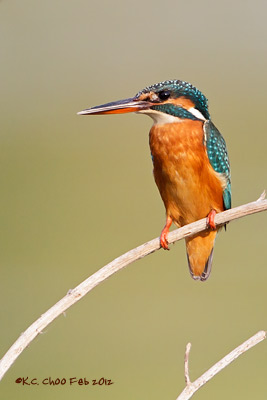 Common Kingfisher