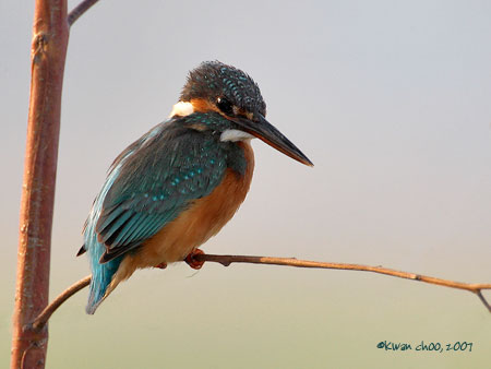 Common Kingfisher