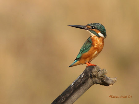 Common Kingfisher