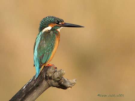 Common Kingfisher