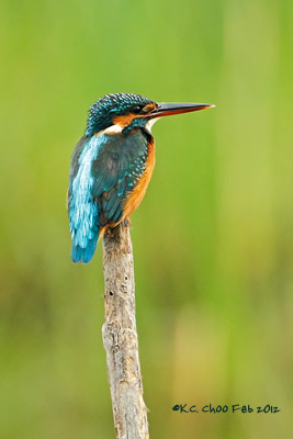 Common Kingfisher
