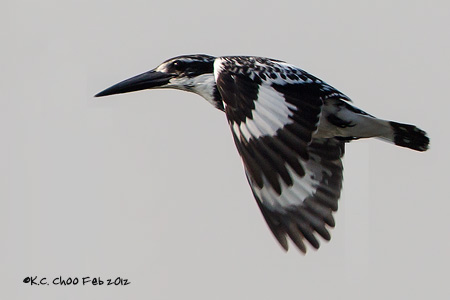Pied Kingfisher