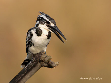 Pied Kingfisher