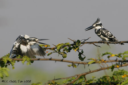 Pied Kingfisher