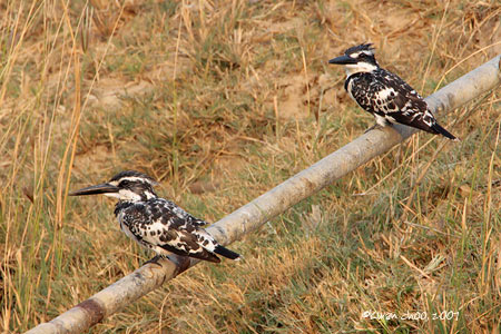 Pied Kingfisher