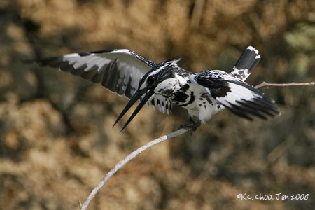 Pied Kingfisher