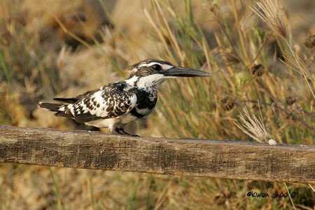 Pied Kingfisher