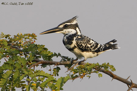 Pied Kingfisher