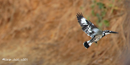 Pied Kingfisher