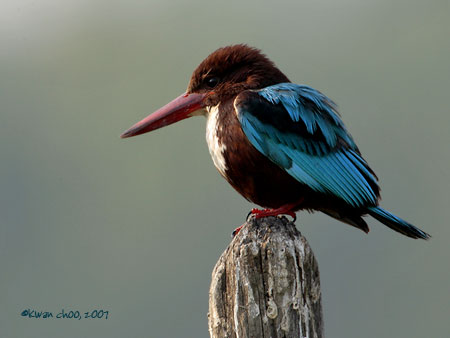 White-throated Kingfisher