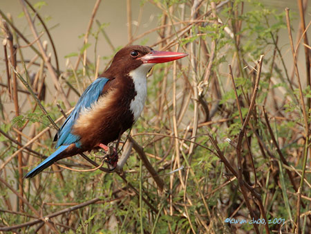 White-throated Kingfisher