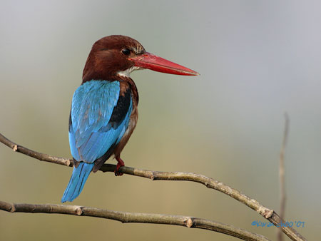 White-throated Kingfisher