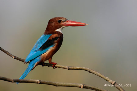 White-throated Kingfisher