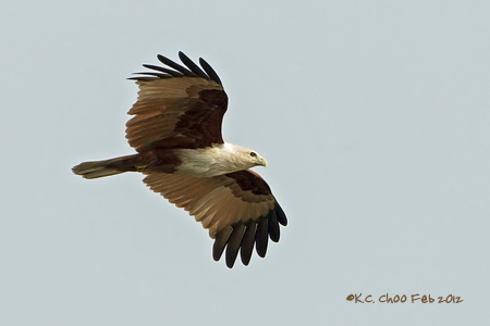 Brahminy Kite