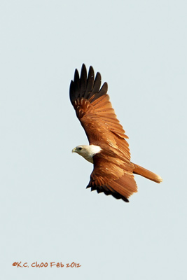 Brahminy Kite