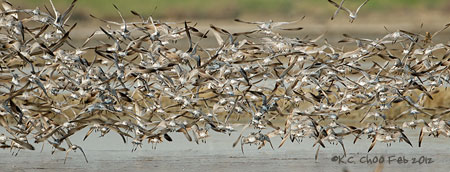 Red Knot