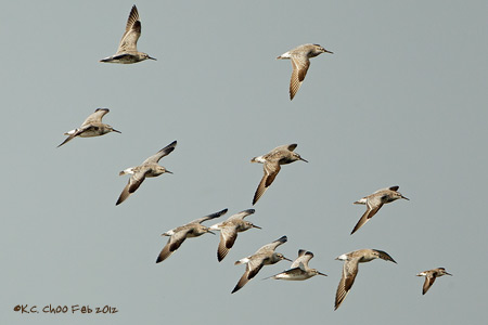 Red Knot