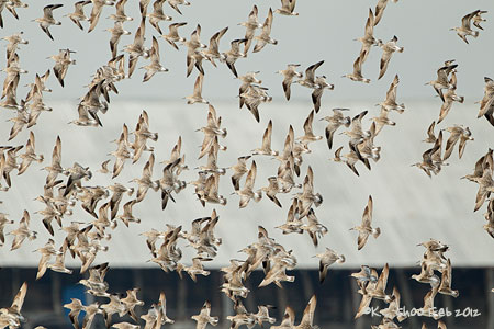 Red Knot