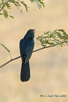 Asian Koel
