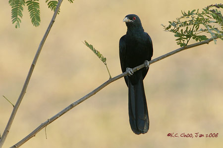 Asian Koel