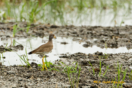 Grey-headed Lapwing