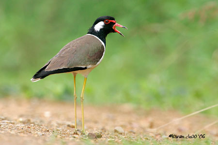Red-wattled Lapwing