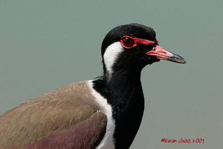 Red-wattled Lapwing