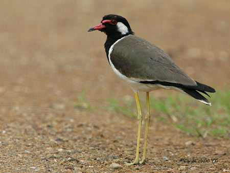 Red-wattled Lapwing