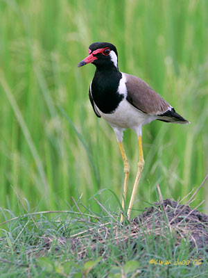 Red-wattled Lapwing