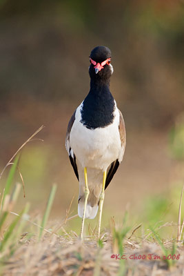 Red-wattled Lapwing