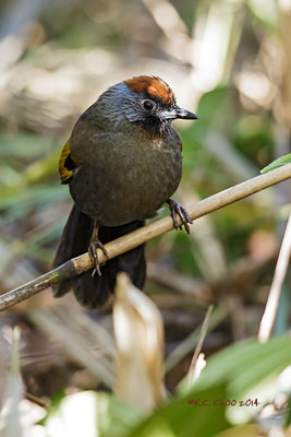 Chestnut-crowned Laughingthrush