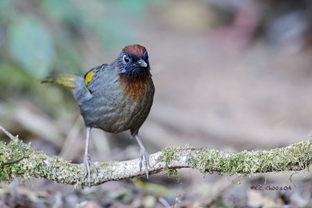 Chestnut-crowned Laughingthrush