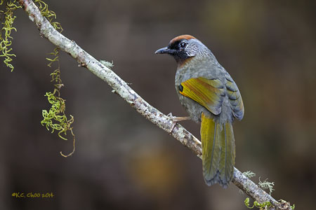 Chestnut-crowned Laughingthrush