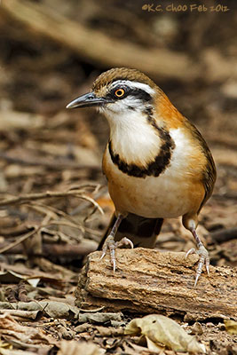 Lesser Necklaced Laughingthrush