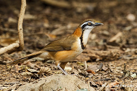 Lesser Necklaced Laughingthrush