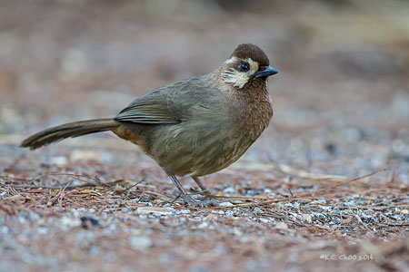 White-browed Laughingthrush